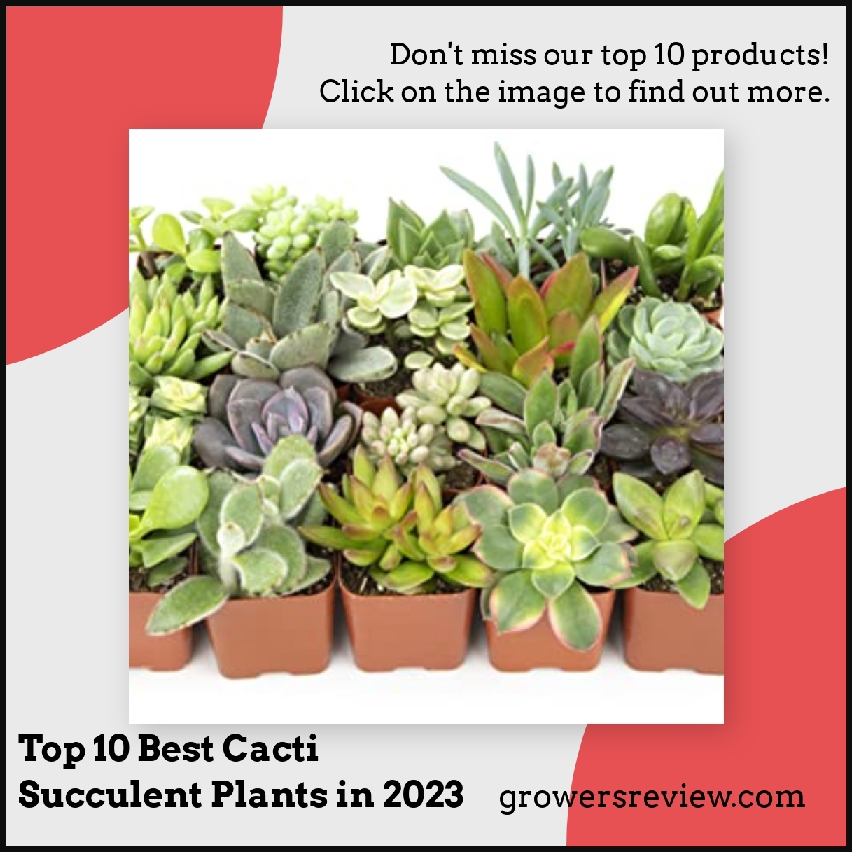 Top 10 Best Cacti Succulent Plants in 2023