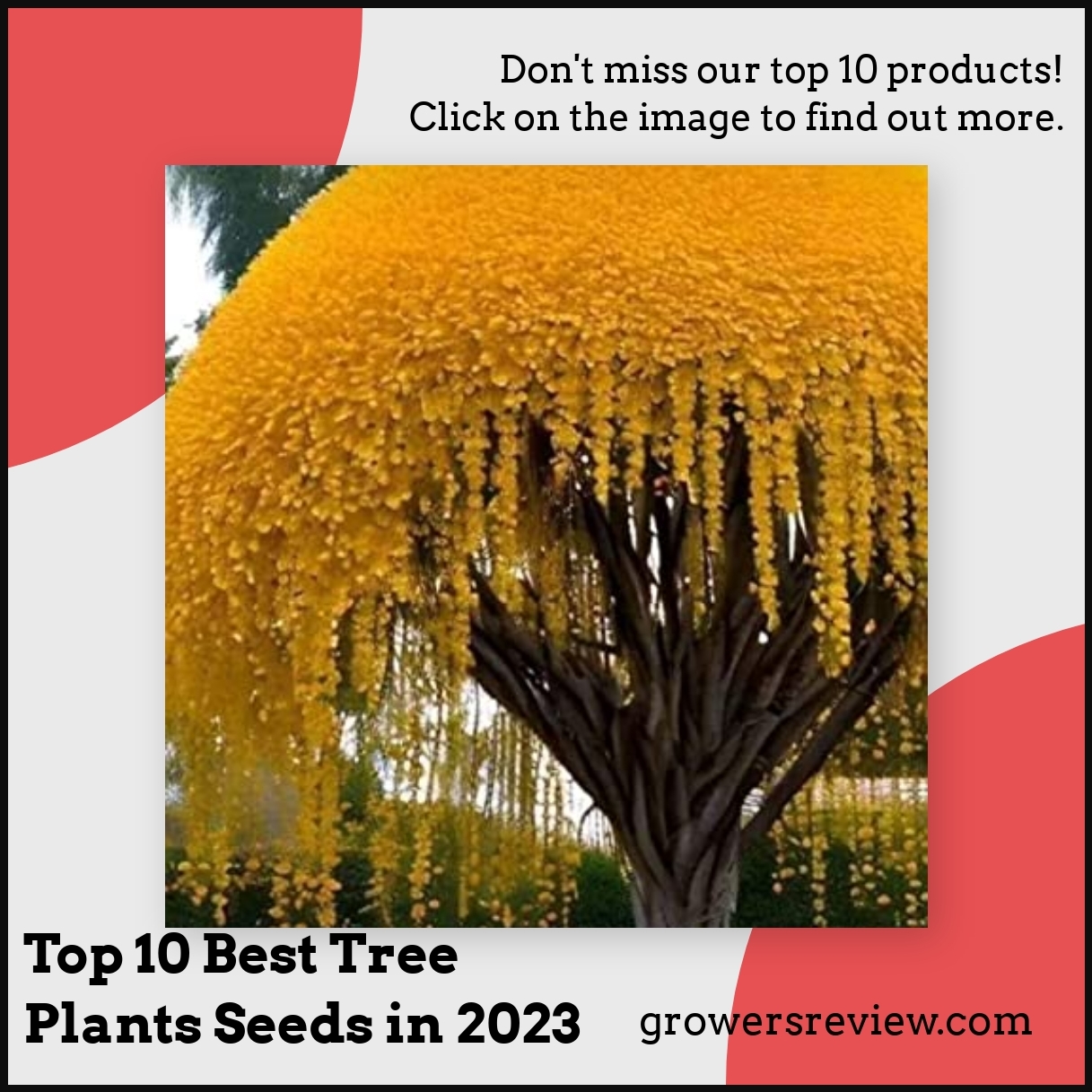 Top 10 Best Tree Plants Seeds in 2024