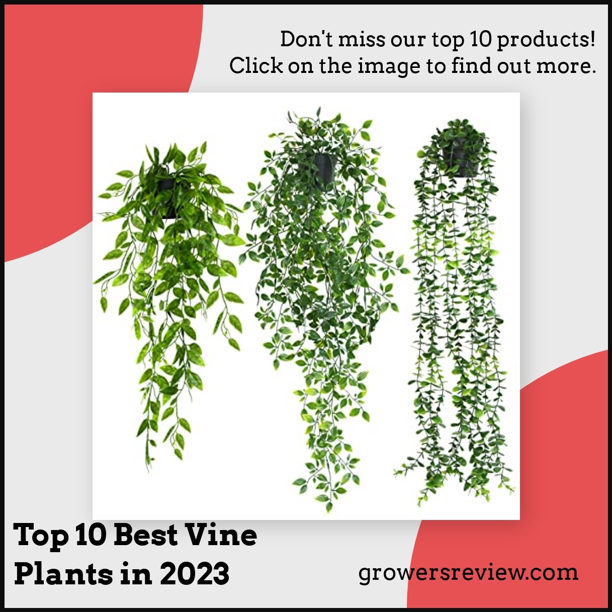 Top 10 Best Vine Plants in 2023