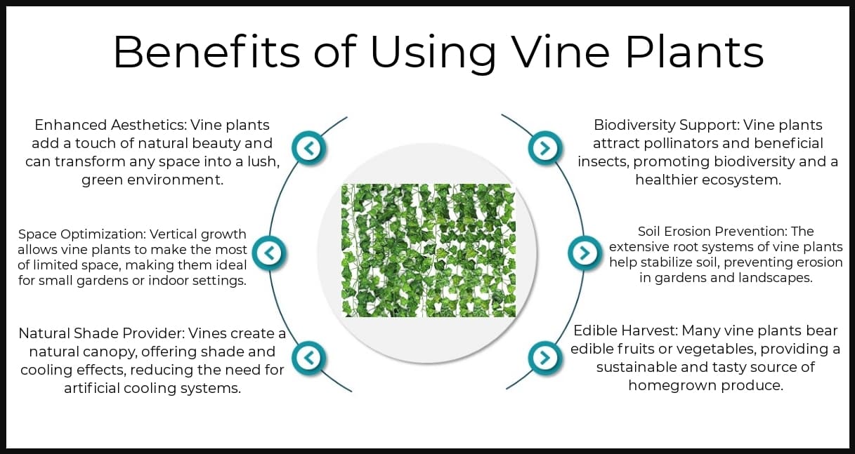 Benefits - Vine Plants
