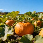 How to Grow Pumpkins in PA: The Ultimate Guide from Sowing to Harvest